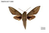 藏品(蘭嶼島的昆蟲相)的圖片